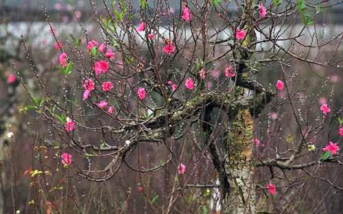 Nàng tiên mùa xuân